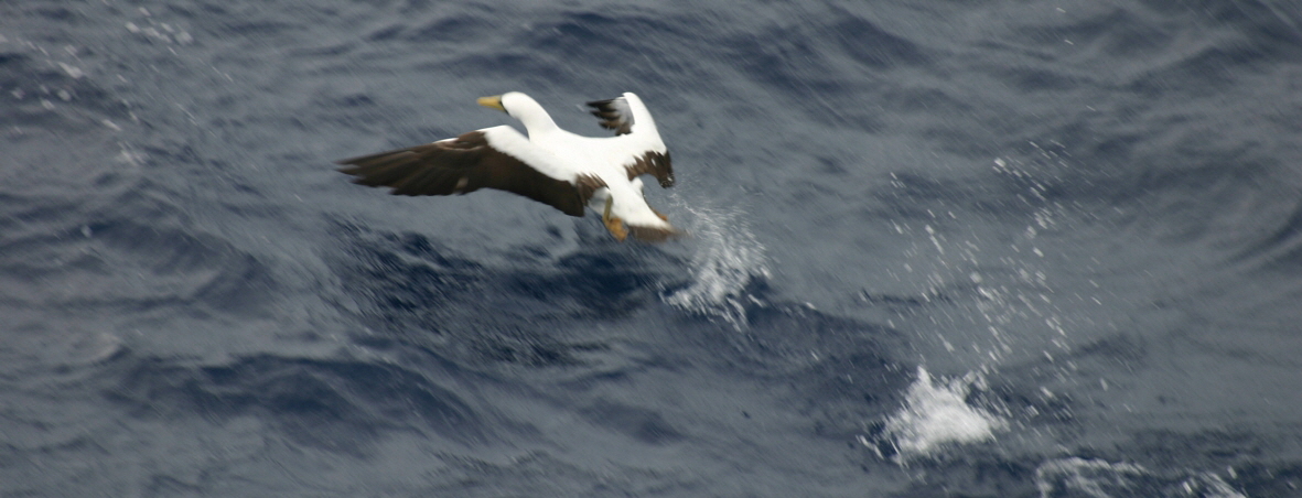 2012-10-25-birds06