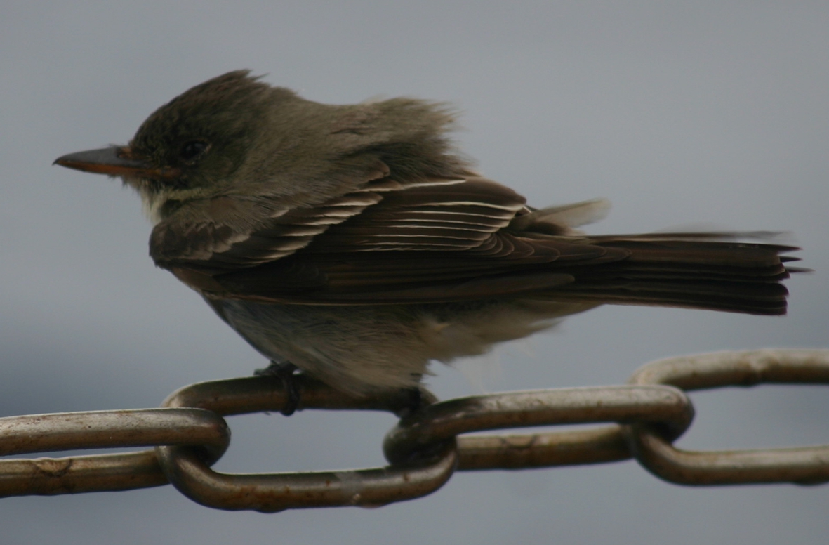 2012-10-25-birds07