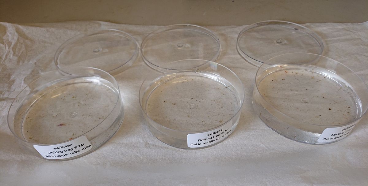 dust19-gels dust19-gels