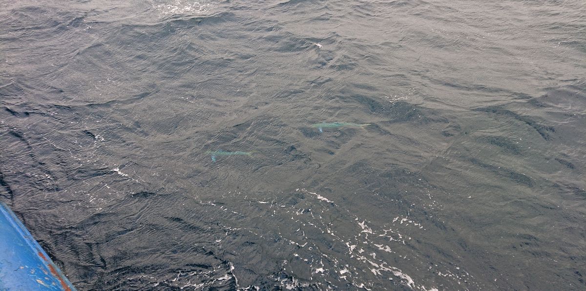 dust19-maimai dust19-maimai