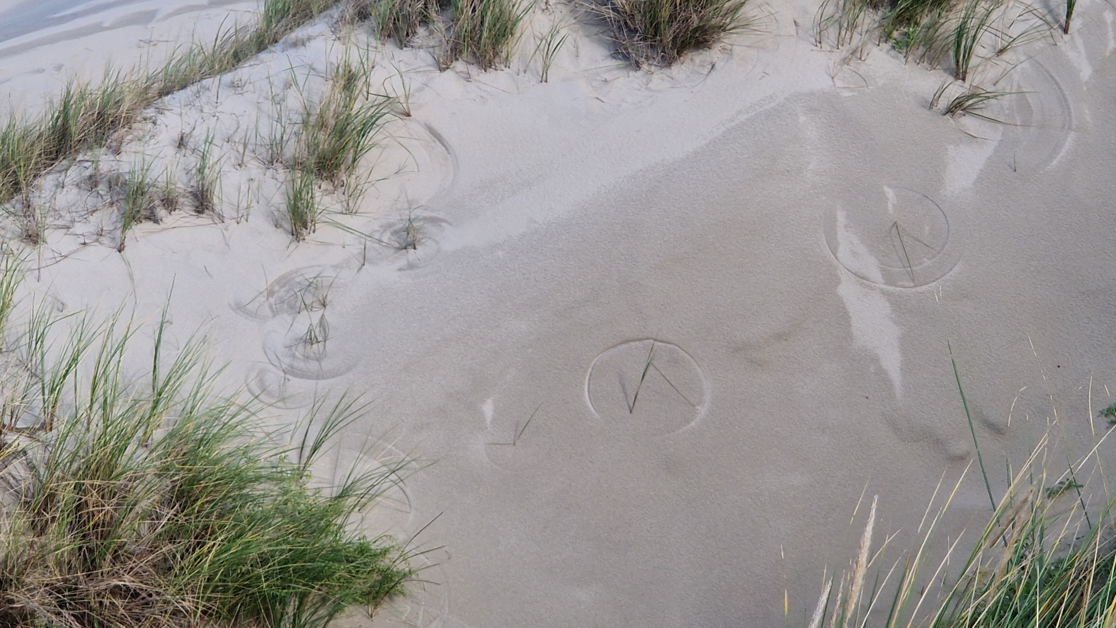 news-sep25-grastekening